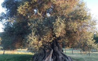 Villamassargia_photogallery 7