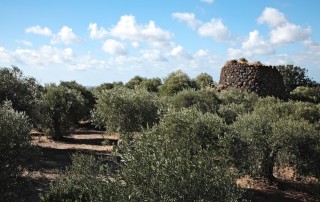 Bauladu_Nuraghe Santa Barbara x sito