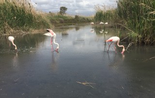 Monumento 21 MA 2023 QUARTU SE Parco Molentargius 2 fenicotteri